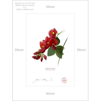 137 Cape Leeuwin Creeper (Kennedia lateritia) - A4 Print Ready to Frame With 12″ × 16″ Mat and Backing