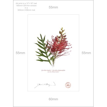 Grevillea Collection 3 Triptych - A4 Prints Ready to Frame With 12″ × 16″ Mats and Backing