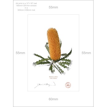 154 Ashby's Banksia (Banksia ashbyi) - A4 Print Ready to Frame With 12″ × 16″ Mat and Backing