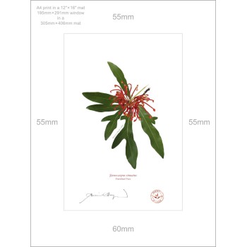 155 Firewheel Tree (Stenocarpus sinuatus) - A4 Print Ready to Frame With 12″ × 16″ Mat and Backing