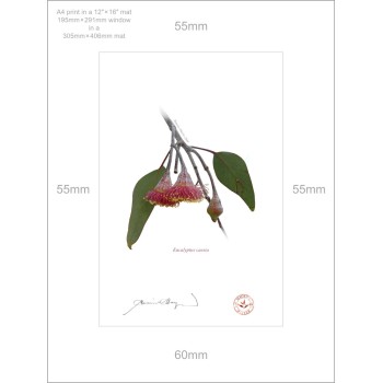 161 Eucalyptus caesia - A4 Print Ready to Frame With 12″ × 16″ Mat and Backing