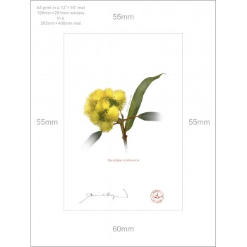 162 Eucalyptus erythrocorys - A4 Print Ready to Frame With 12″ × 16″ Mat and Backing