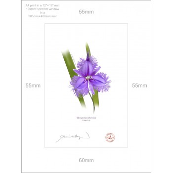 163 Fringe Lily (Thysanotus tuberosus) - A4 Print Ready to Frame With 12″ × 16″ Mat and Backing
