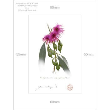 164 Eucalyptus leucoxylon subsp. megalocarpa 'Rosea' - A4 Print Ready to Frame With 12″ × 16″ Mat and Backing