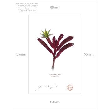 175 Red Kangaroo Paw (Anigozanthos rufus) - A4 Print Ready to Frame With 12″ × 16″ Mat and Backing