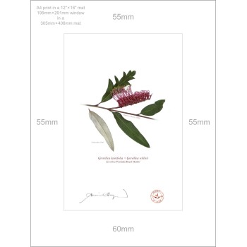 Grevillea 'Poorinda Royal Mantle' Diptych - A4 Prints Ready to Frame With 12″ × 16″ Mats and Backing