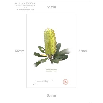 192 Coast Banksia Flower (Banksia integrifolia) - A4 Print Ready to Frame With 12″ × 16″ Mat and Backing