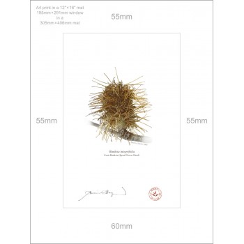 193 Spent Coast Banksia Flower (Banksia integrifolia) - A4 Print Ready to Frame With 12″ × 16″ Mat and Backing