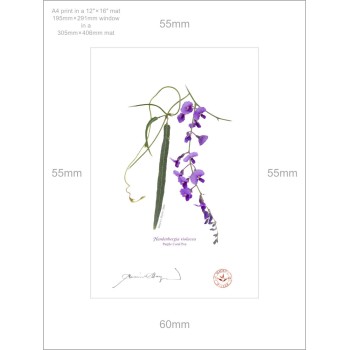 203 Hardenbergia violacea - A4 Print Ready to Frame With 12″ × 16″ Mat and Backing