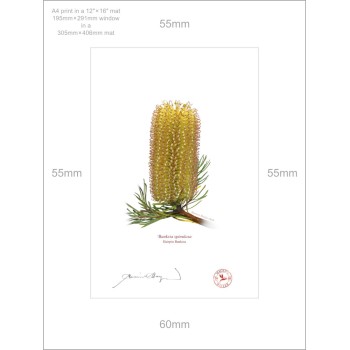 Banksia Flower Collection 2 Diptych - A4 Prints Ready to Frame With 12″ × 16″ Mats and Backing