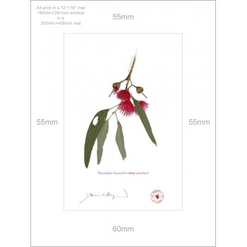 229 Eucalyptus leucoxylon subsp. petiolaris - A4 Print Ready to Frame With 12″ × 16″ Mat and Backing