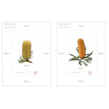 Banksia Flower Collection 2 Diptych - A4 Prints Ready to Frame With 12″ × 16″ Mats and Backing