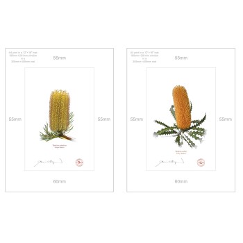 Banksia Flower Collection 2 Diptych - A4 Prints Ready to Frame With 12″ × 16″ Mats and Backing