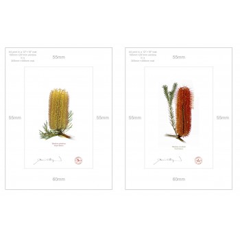 Banksia Flower Collection 3 Diptych - A4 Prints Ready to Frame With 12″ × 16″ Mats and Backing