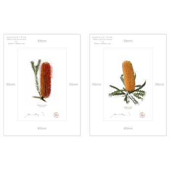 Banksia Flower Collection 4 Diptych - A4 Prints Ready to Frame With 12″ × 16″ Mats and Backing