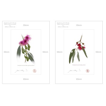 Eucalyptus leucoxylon subspecies Diptych - A4 Prints Ready to Frame With 12″ × 16″ Mats and Backing