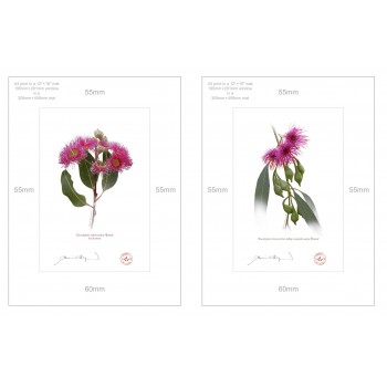 Eucalyptus 'Rosea' Cultivars Diptych - A4 Prints Ready to Frame With 12″ × 16″ Mats and Backing