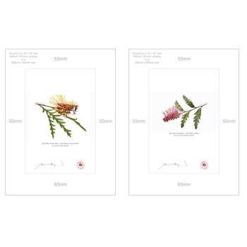 Grevillea Collection 2 Diptych - A4 Prints Ready to Frame With 12″ × 16″ Mats and Backing