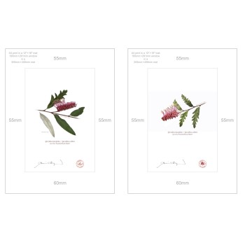 Grevillea 'Poorinda Royal Mantle' Diptych - A4 Prints Ready to Frame With 12″ × 16″ Mats and Backing