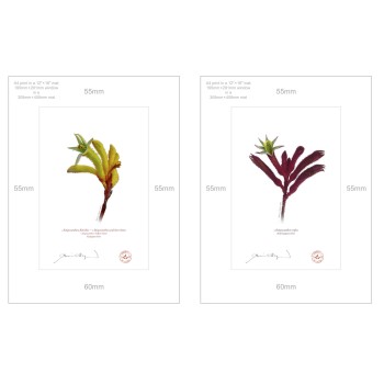 Kangaroo Paw (Anigozanthos) Diptych - A4 Prints Ready to Frame With 12″ × 16″ Mats and Backing