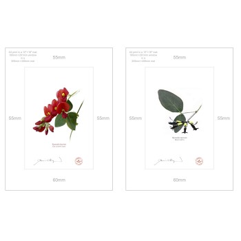 Kennedia species Diptych - A4 Prints Ready to Frame With 12″ × 16″ Mats and Backing