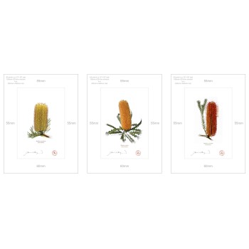 Banksia Flower Collection 1 Triptych - A4 Prints Ready to Frame With 12″ × 16″ Mats and Backing