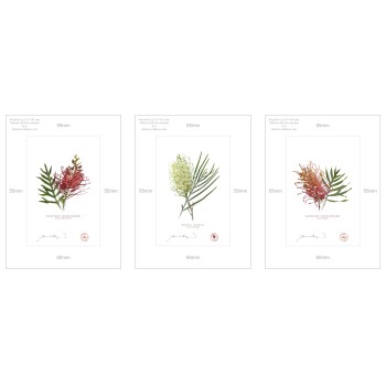 Grevillea Collection 3 Triptych - A4 Prints Ready to Frame With 12″ × 16″ Mats and Backing