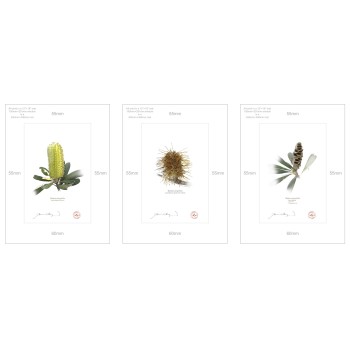 Life of a Banksia Flower Triptych - A4 Prints Ready to Frame With 12″ × 16″ Mats and Backing