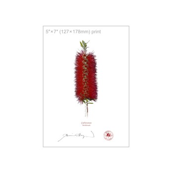 010 Bottlebrush (Callistemon) - 5″ × 7″ Flat Print, No Mat