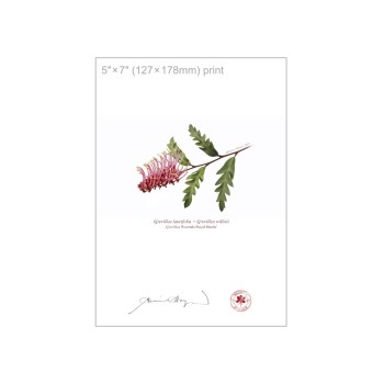 Grevillea 'Poorinda Royal Mantle' Diptych - 5″ × 7″ Flat Prints, No Mats