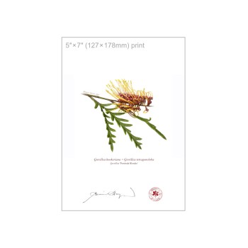 Grevillea Collection 2 Diptych - 5″ × 7″ Flat Prints, No Mats