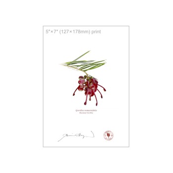 041 Rosemary Grevillea (Grevillea rosmarinifolia) - 5″ × 7″ Flat Print, No Mat