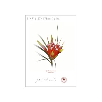 095 Mountain Devil (Lambertia formosa) - 5″ × 7″ Flat Print, No Mat