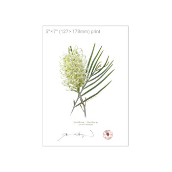 112 Grevillea 'Moonlight' - 5″ × 7″ Flat Print, No Mat