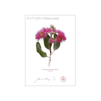 121 Red Ironbark (Eucalyptus sideroxylon 'Rosea') - 5″ × 7″ Flat Print, No Mat