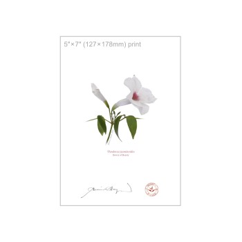 123 Pandorea jasminoides - 5″ × 7″ Flat Print, No Mat