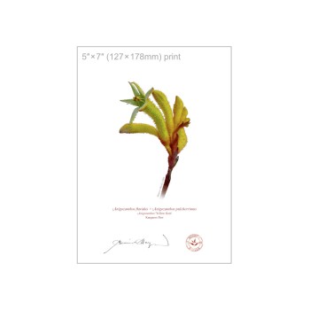 Kangaroo Paw (Anigozanthos) Diptych - 5″ × 7″ Flat Prints, No Mats