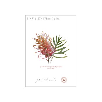 Grevillea Collection 3 Triptych - 5″ × 7″ Flat Prints, No Mats