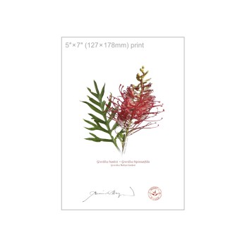 Grevillea Collection 1 Diptych - 5″ × 7″ Flat Prints, No Mats