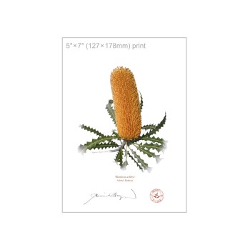 154 Ashby's Banksia (Banksia ashbyi) - 5″ × 7″ Flat Print, No Mat