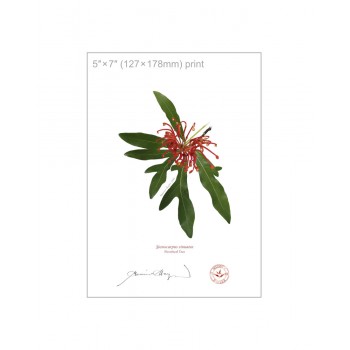 155 Firewheel Tree (Stenocarpus sinuatus) - 5″ × 7″ Flat Print, No Mat