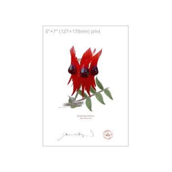 160 Sturt's Desert Pea (Swainsona formosa) - 5″ × 7″ Flat Print, No Mat