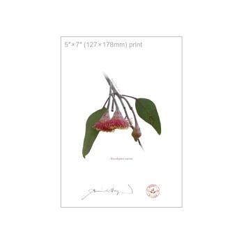 161 Eucalyptus caesia - 5″ × 7″ Flat Print, No Mat