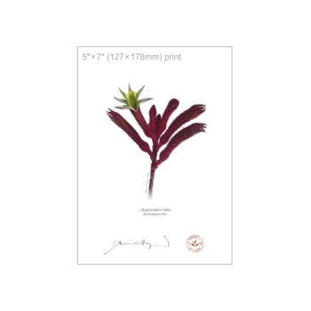 175 Red Kangaroo Paw (Anigozanthos rufus) - 5″ × 7″ Flat Print, No Mat