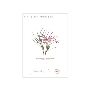 188 Grevillea 'Bulli Princess' - 5″ × 7″ Flat Print, No Mat