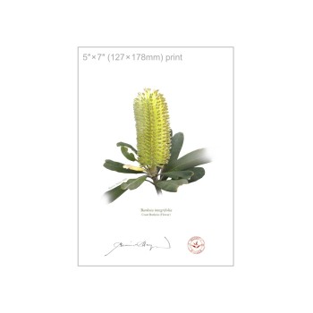 192 Coast Banksia Flower (Banksia integrifolia) - 5″ × 7″ Flat Print, No Mat