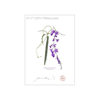 203 Hardenbergia violacea - 5″ × 7″ Flat Print, No Mat