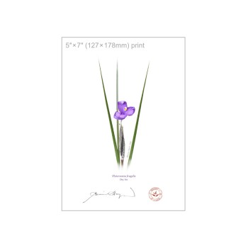 204 Day Iris (Patersonia fragilis) - 5″ × 7″ Flat Print, No Mat