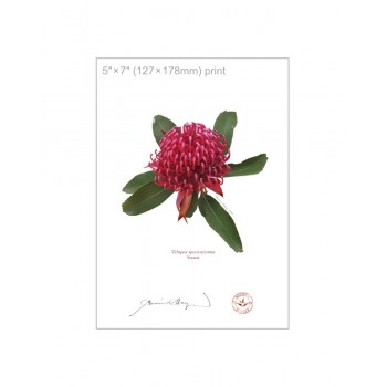 205 Waratah (Telopea speciosissima) - 5″ × 7″ Flat Print, No Mat