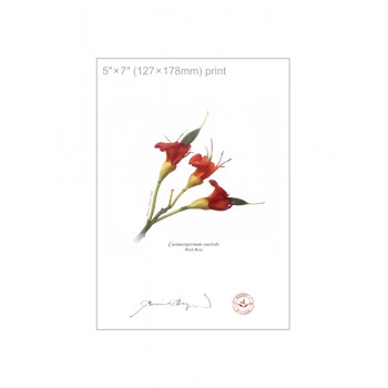 215 Black Bean (Castanospermum australe) - 5″ × 7″ Flat Print, No Mat